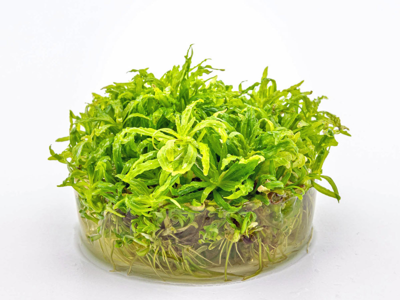 Preview: Kleiner Wasserstern - Pogostemon helferi in vitro